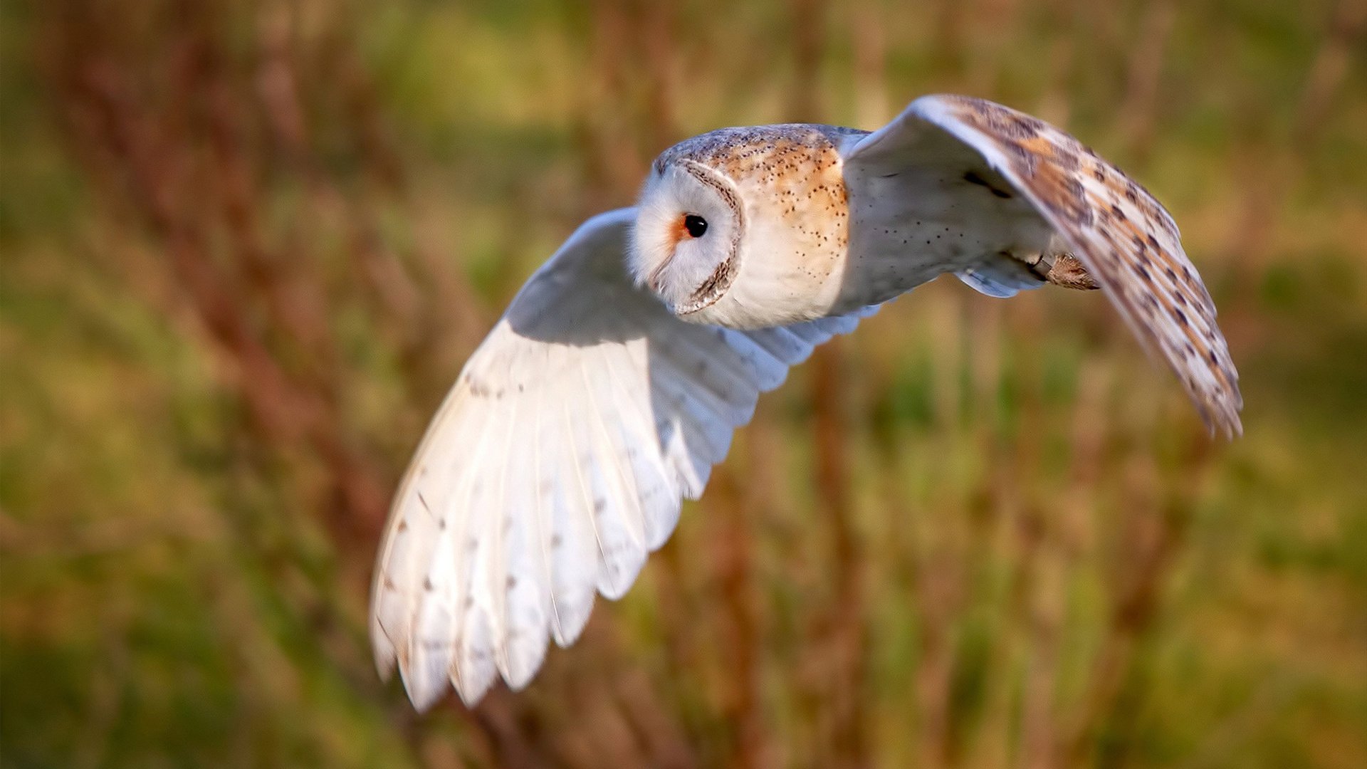 狼王蒂伊：季后赛中多次关键抢断，守护球队的“钢铁防线”！，狼王迪洛斯