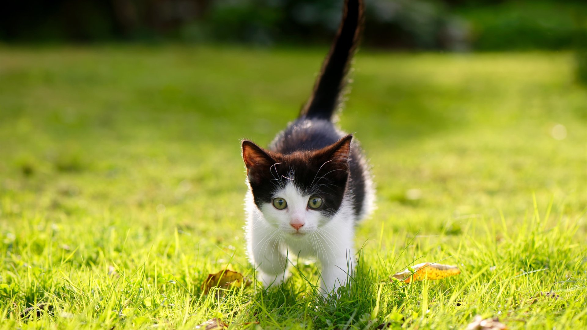 开云官方网页登录-赛场外的温情：车手与粉丝的感人互动瞬间，赛车手的视频