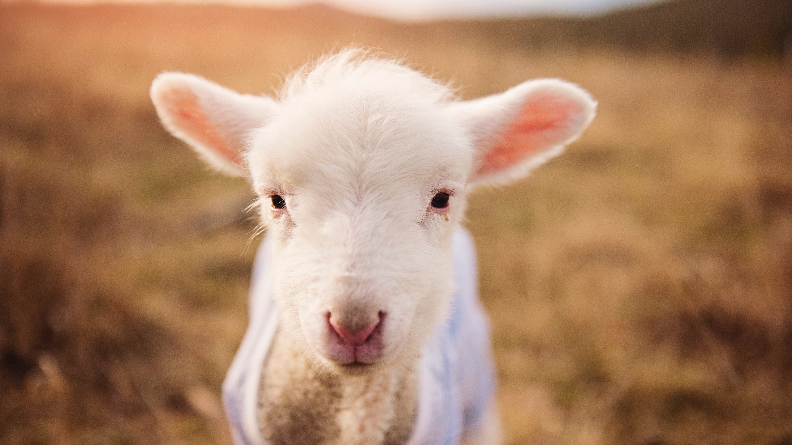 利物浦险胜过关欧冠,艰辛绵绵何时是尽,利物浦不只是冠军停更