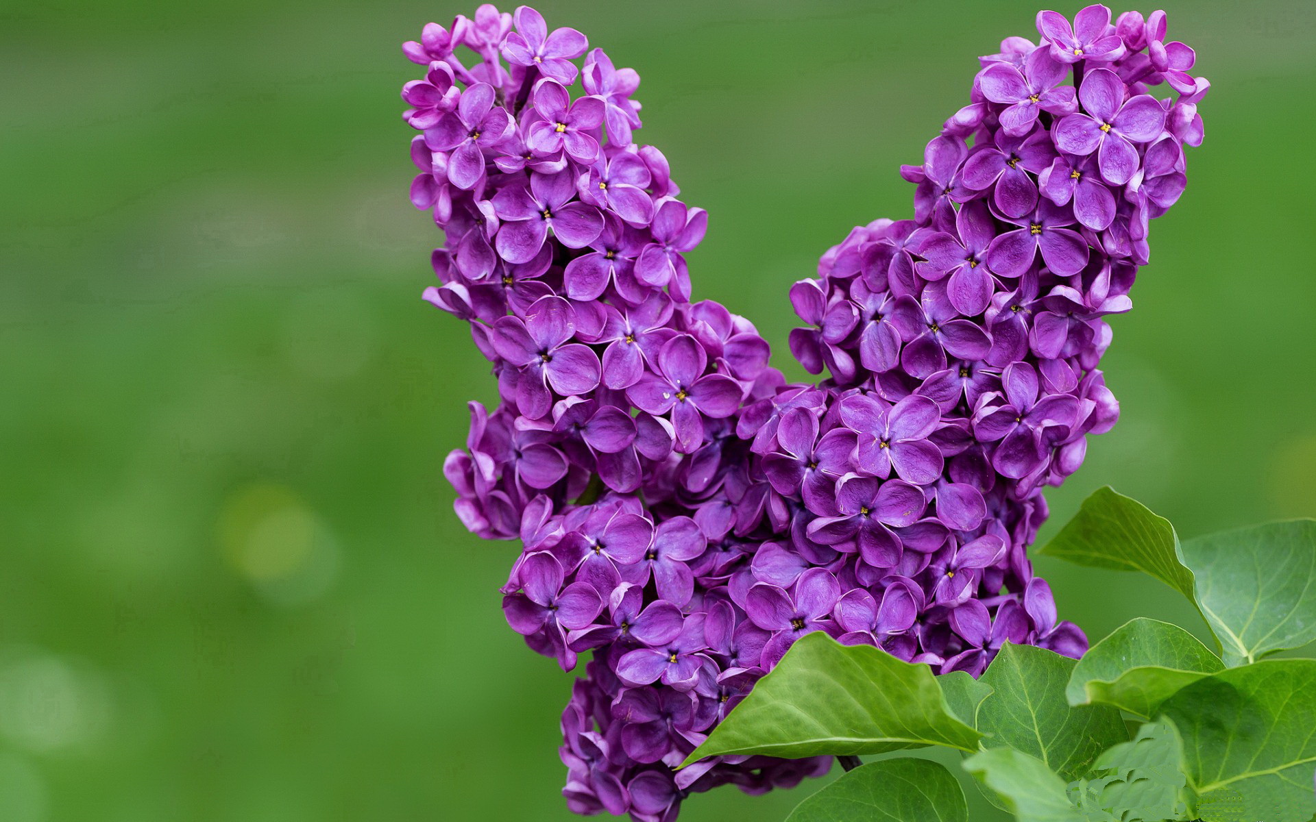德比郡一鼓作气,主场轻松获胜!,德比郡换帅