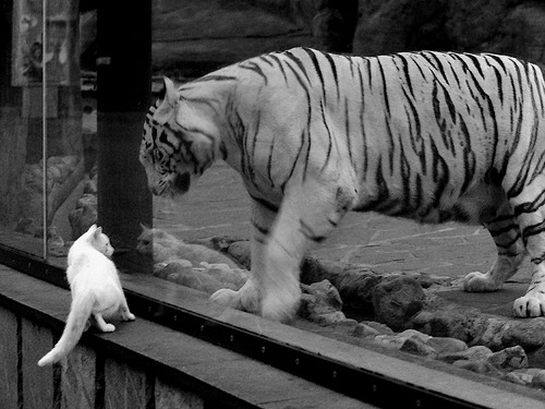 扎马莱克备战非洲冠军联赛，目标夺冠，扎拉马克