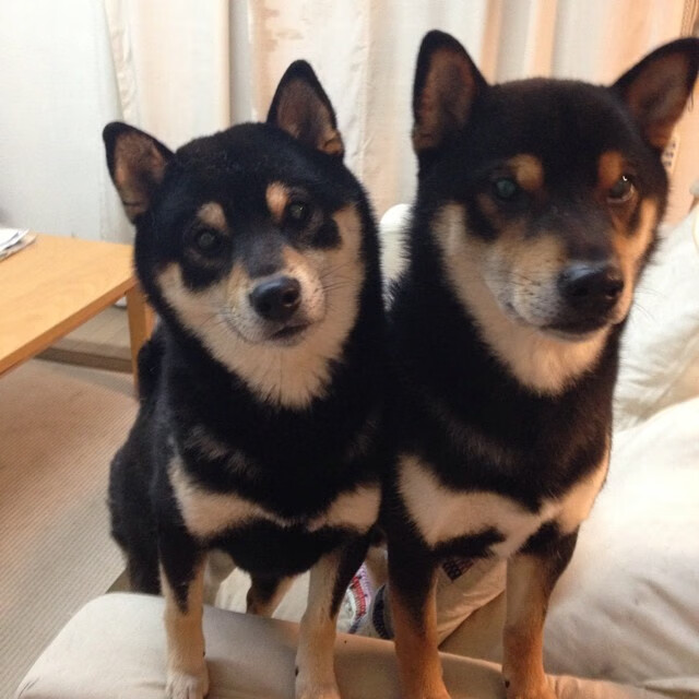 开云中国-昂热防线表现出色，客场零封对手，昂热对马赛比分预测