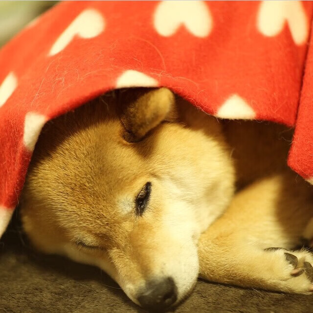 开云网页版-格勒鲁斯在客场取胜，球队士气高涨，格鲁斯什么意思