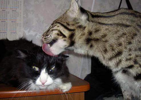 柏林赫塔主场惨败，球队危机四伏，柏林赫塔比赛实况聚胜顽球汇