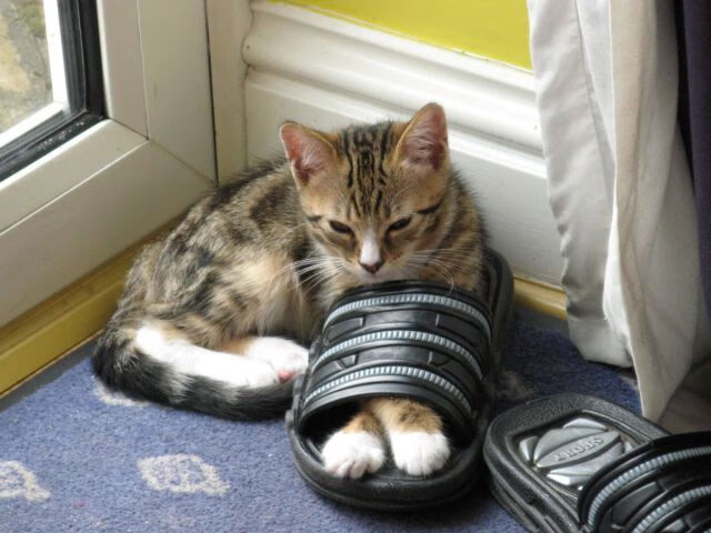 开云网站-法国联赛新赛季强队竞争激烈，法国联赛有几个级别