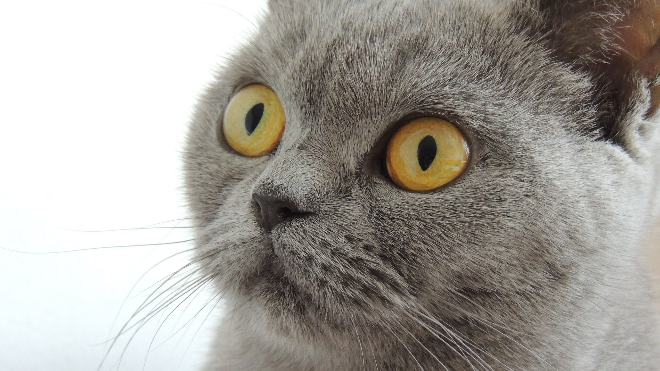 KAIYUN 中国大陆-湖北队惜败长沙，遗憾止步季后赛，2021年湖北篮球联赛