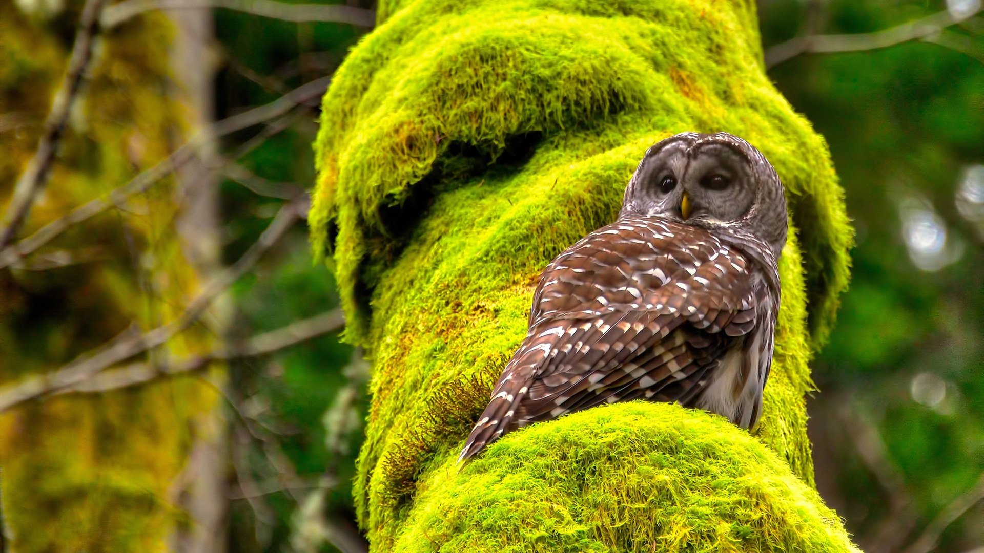 开云体育-红烧普罗旺斯，欧冠赛场双雄对决，普罗斯旺炖菜