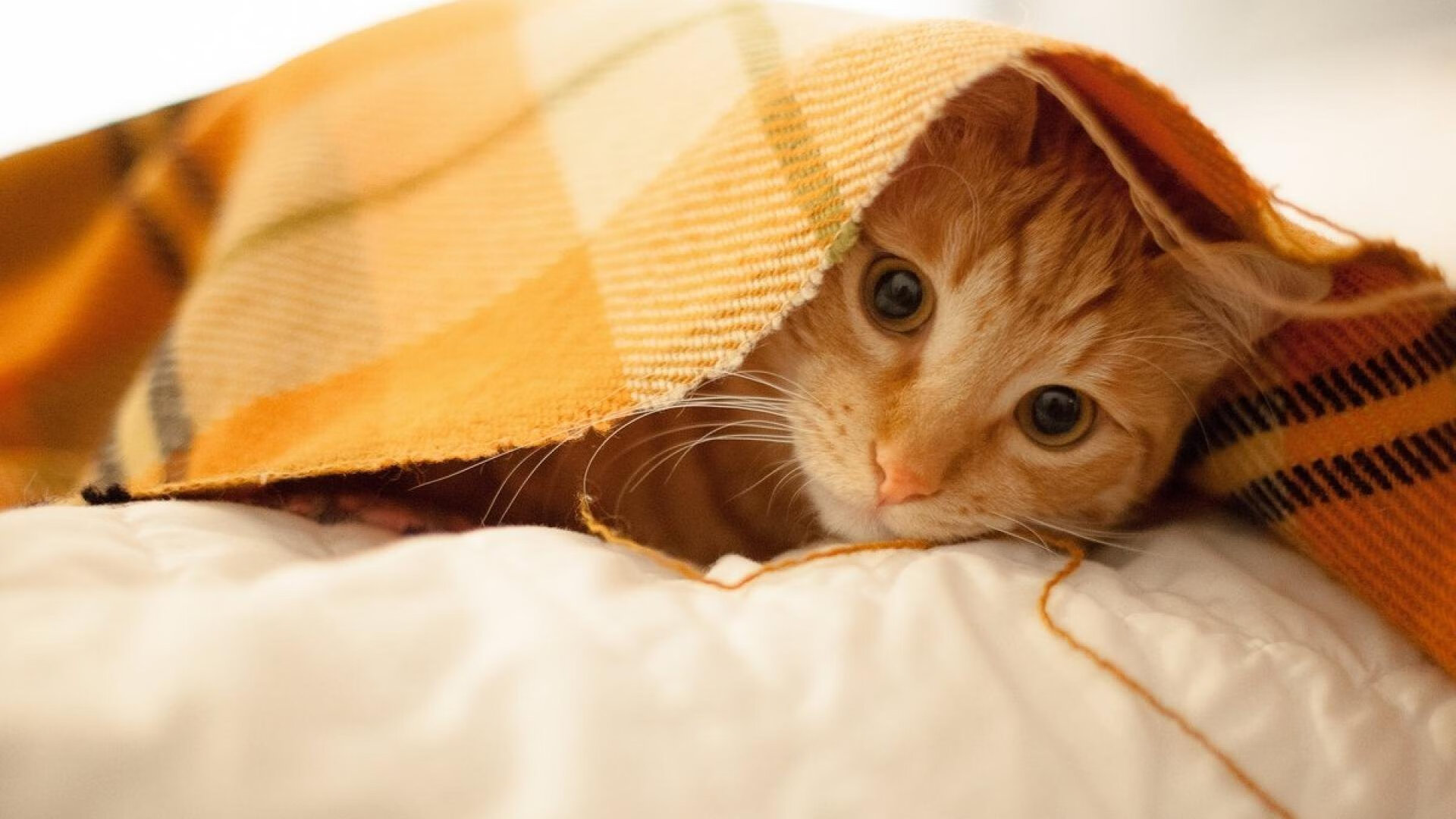 KAIYUNAPP-那不勒斯冲击联赛冠军，那不勒斯小组赛最高分