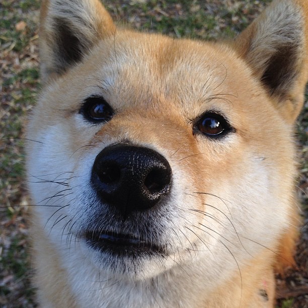 那不勒斯冲击联赛冠军,那不勒斯小组赛最高分