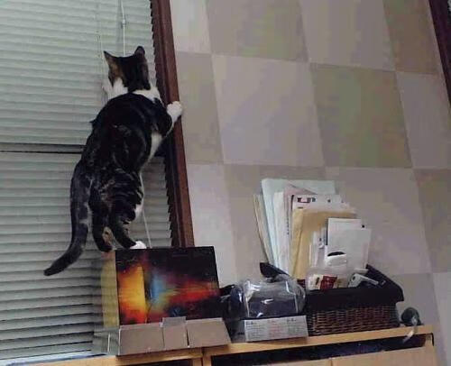 阿根廷队备战世界杯预选赛,目标提前出线,阿根廷世界杯预选赛名单