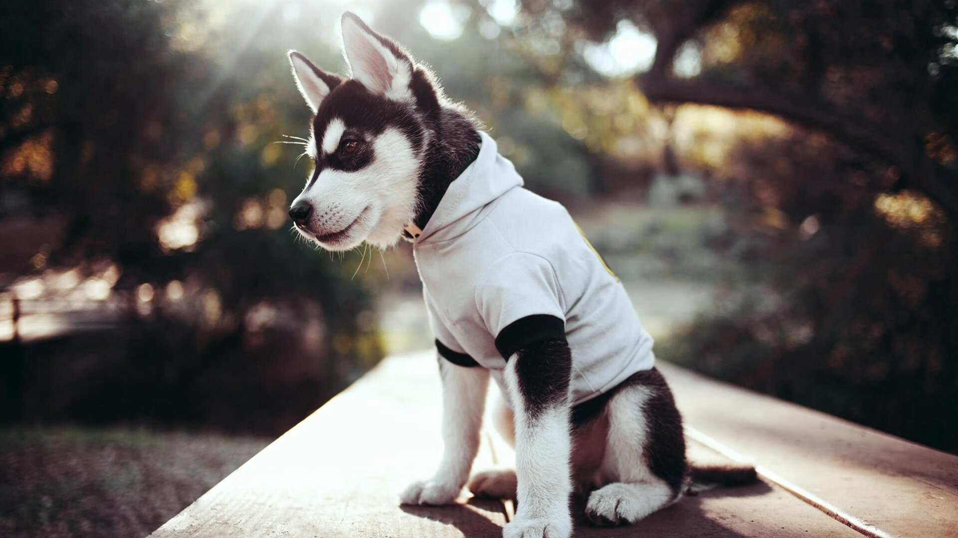 黑莓主帅战术调整得当，球队全面发力取得连胜，黑莓 2022