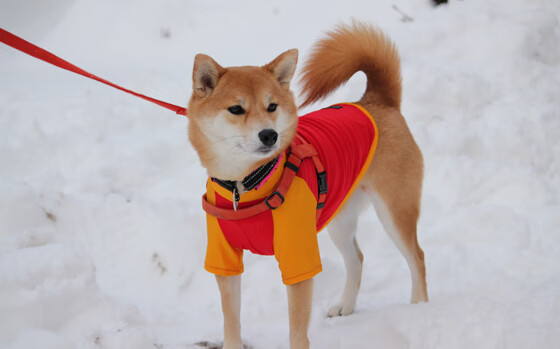 运动康复服务在社区卫生体系中的嵌入路径,运动康复中心的发展战略