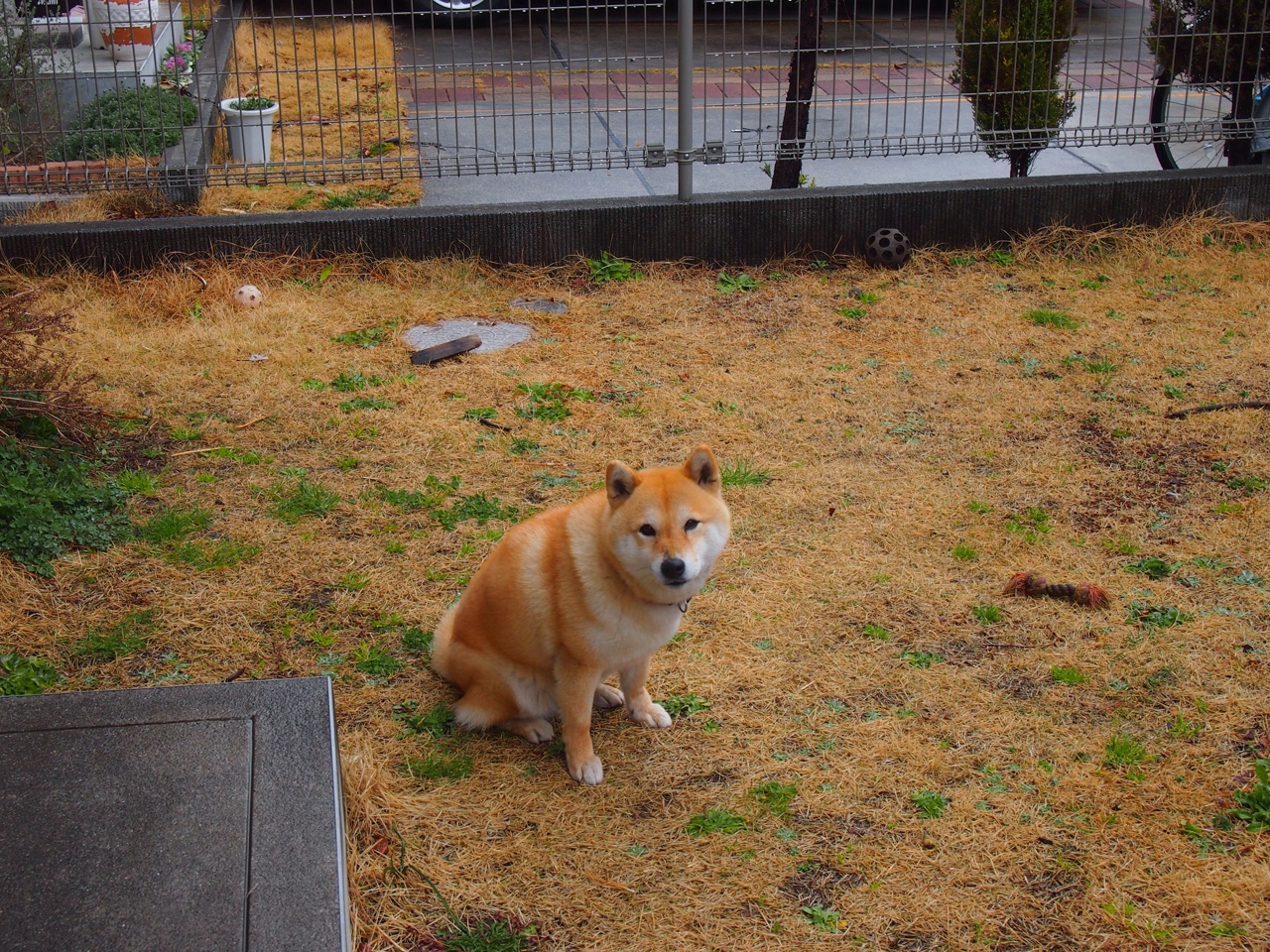 高校体育专业课程体系动态调整研究，全国普通高校体育教育专业课程方案