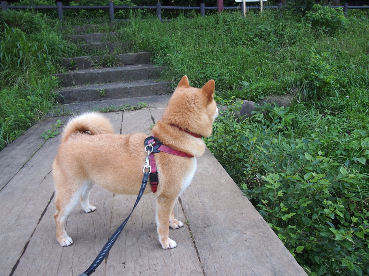 凯尔·查默斯爆发力惊艳赛场观众，凯尔查尔莫斯游泳