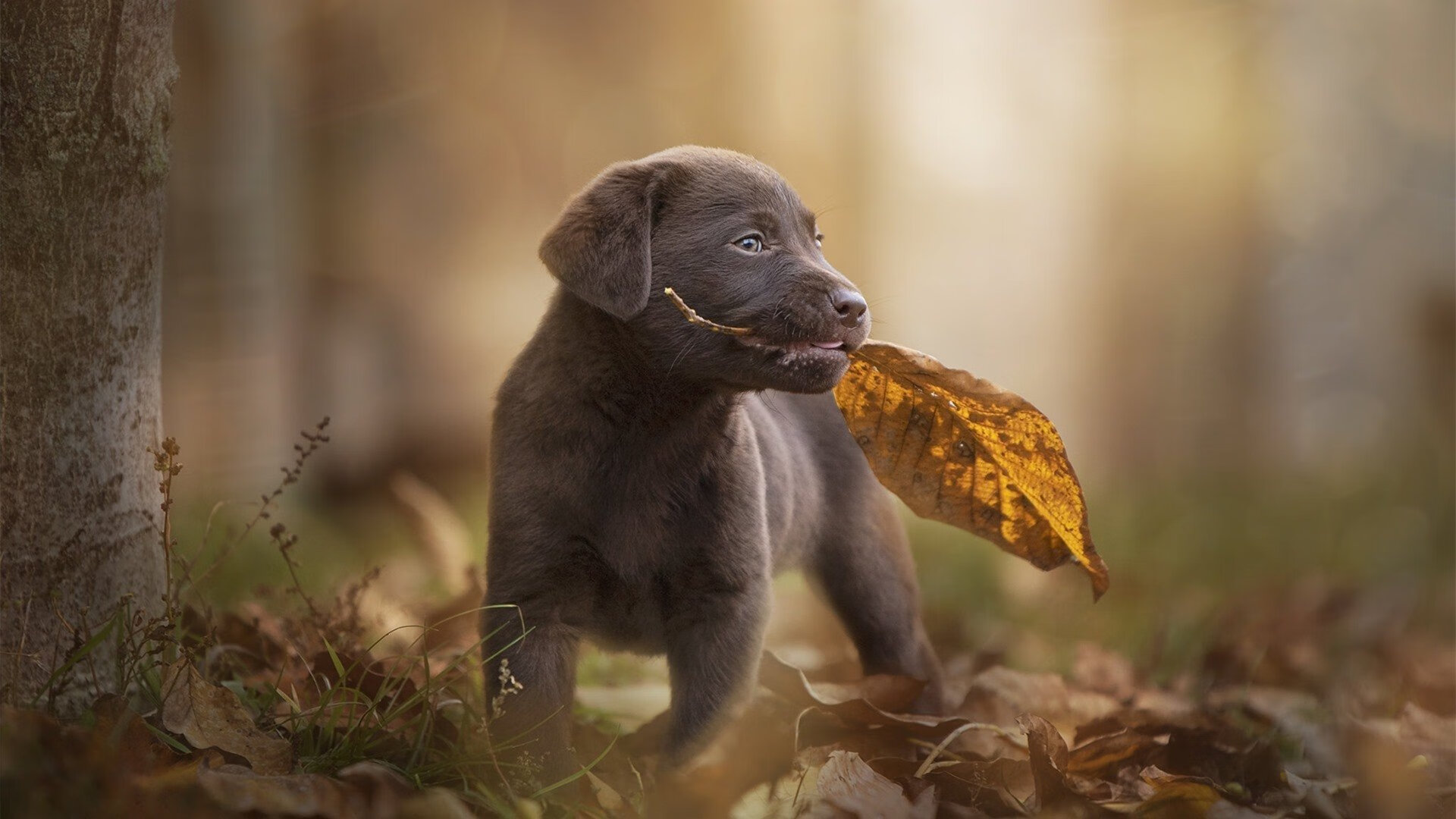 女子联赛组织观赛研学团将足球融入教育场景,女子足球夏令营