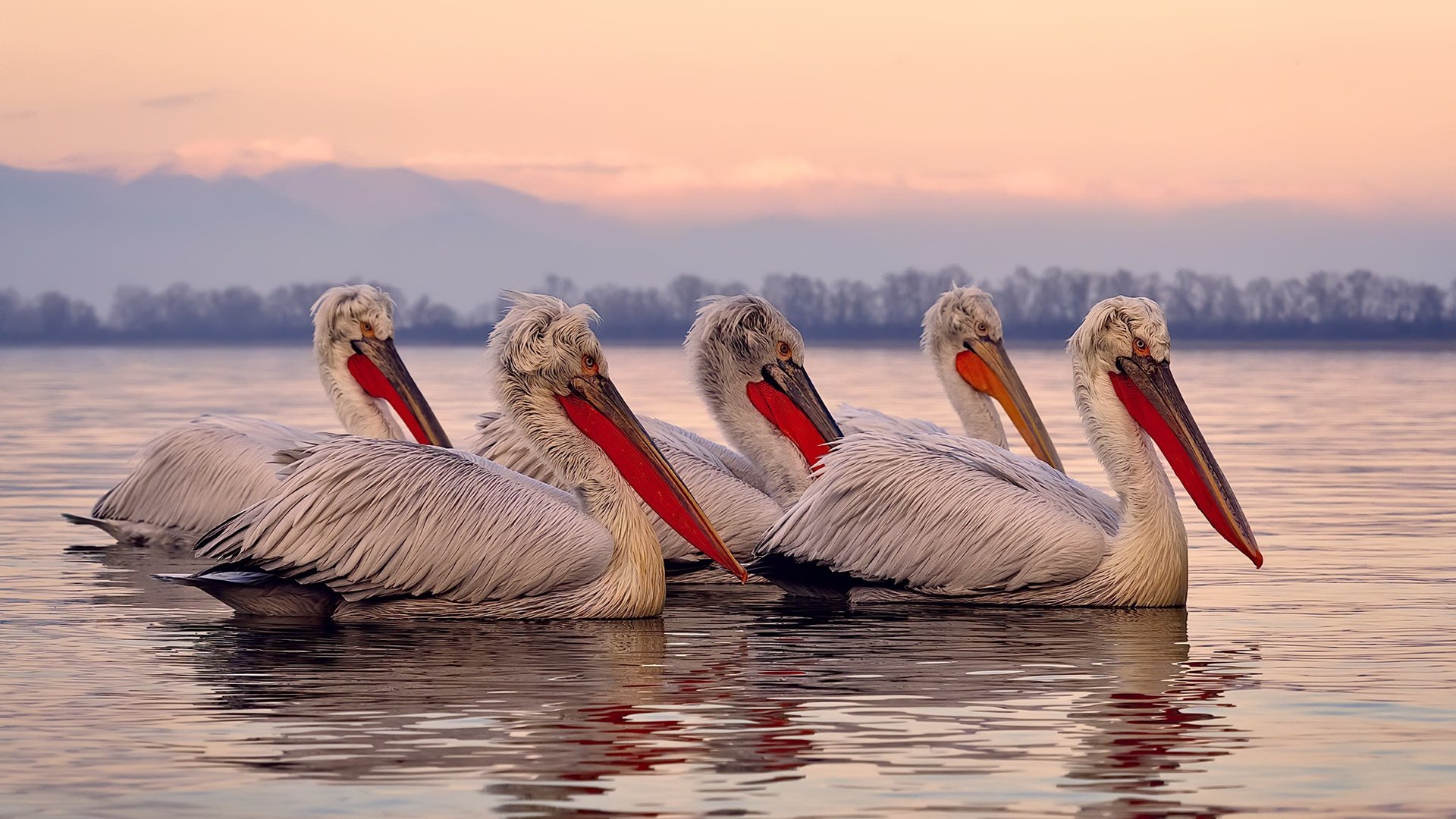 法国新一代天才崭露头角，球队未来可期