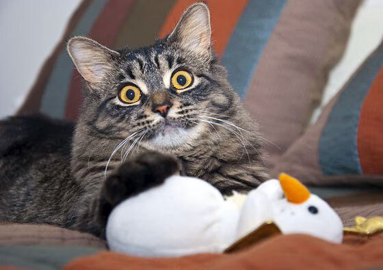 浓眉罚球线附近命中率大幅提升,浓眉总决赛罚球命中率