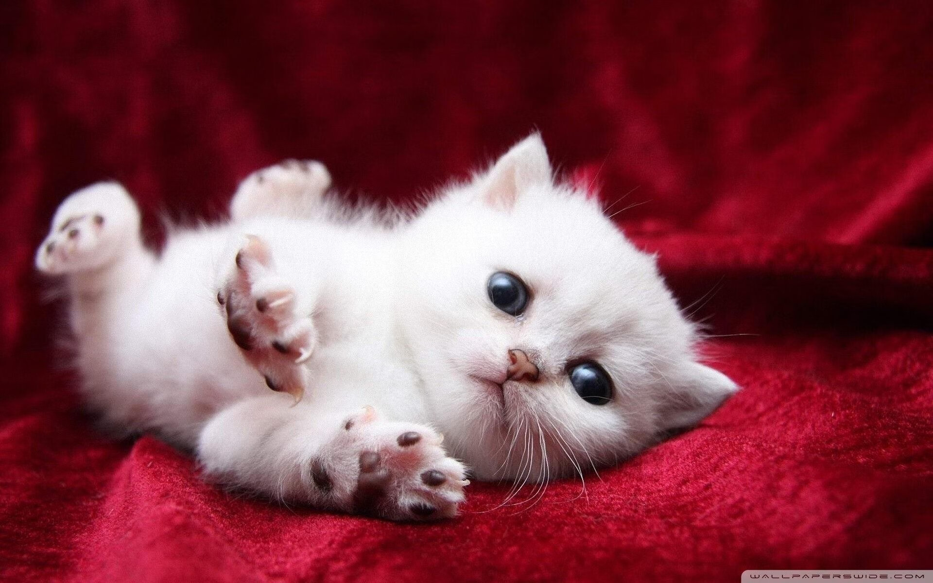 KAIYUNAPP-澳大利亚泳将完美配合助力夺金，澳大利亚国家游泳队