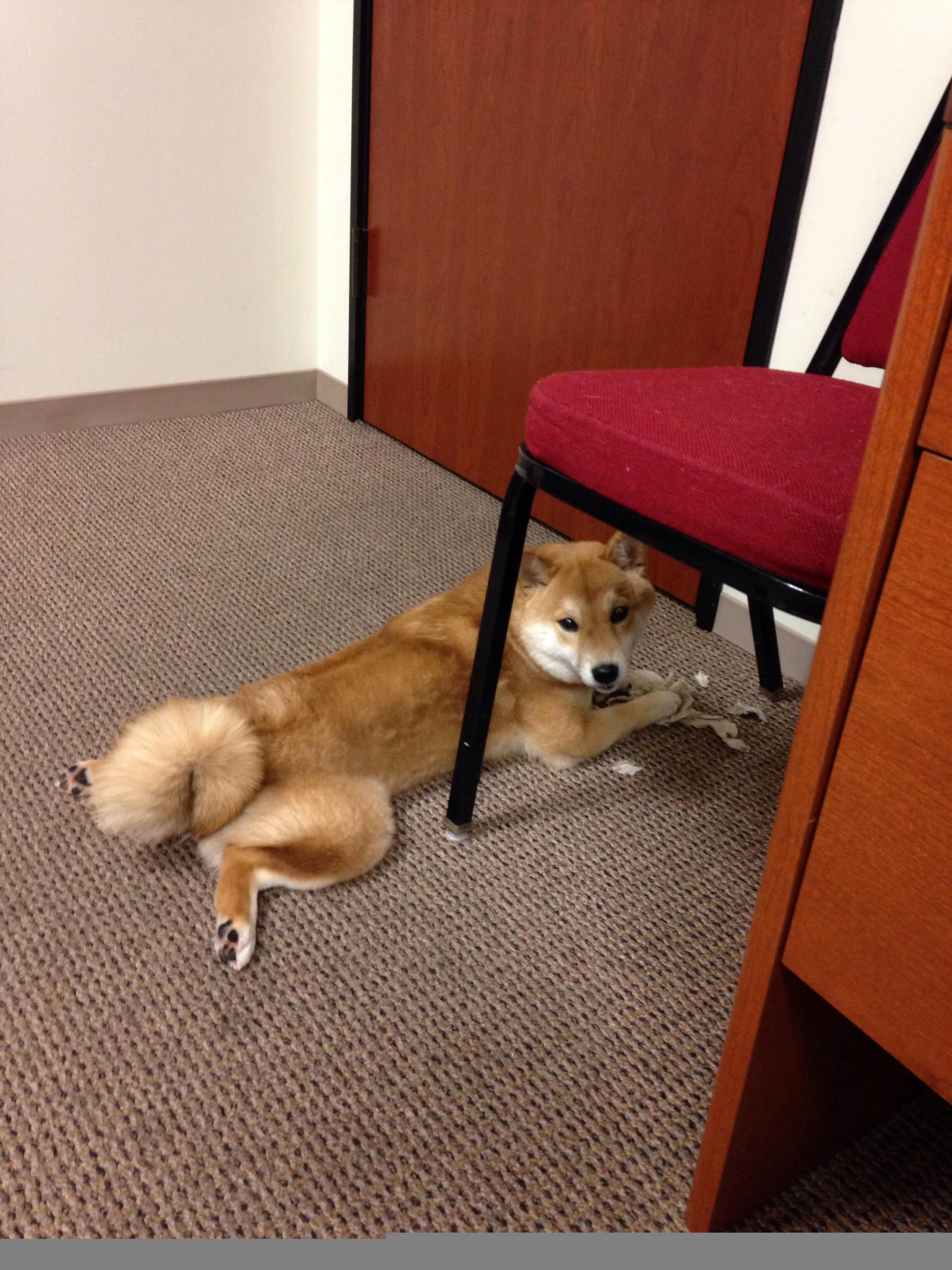 kaiyun体育app-瑞安：全黑队防守与进攻的完美平衡，助力球队取胜，瑞安市打黑除恶办领导名单