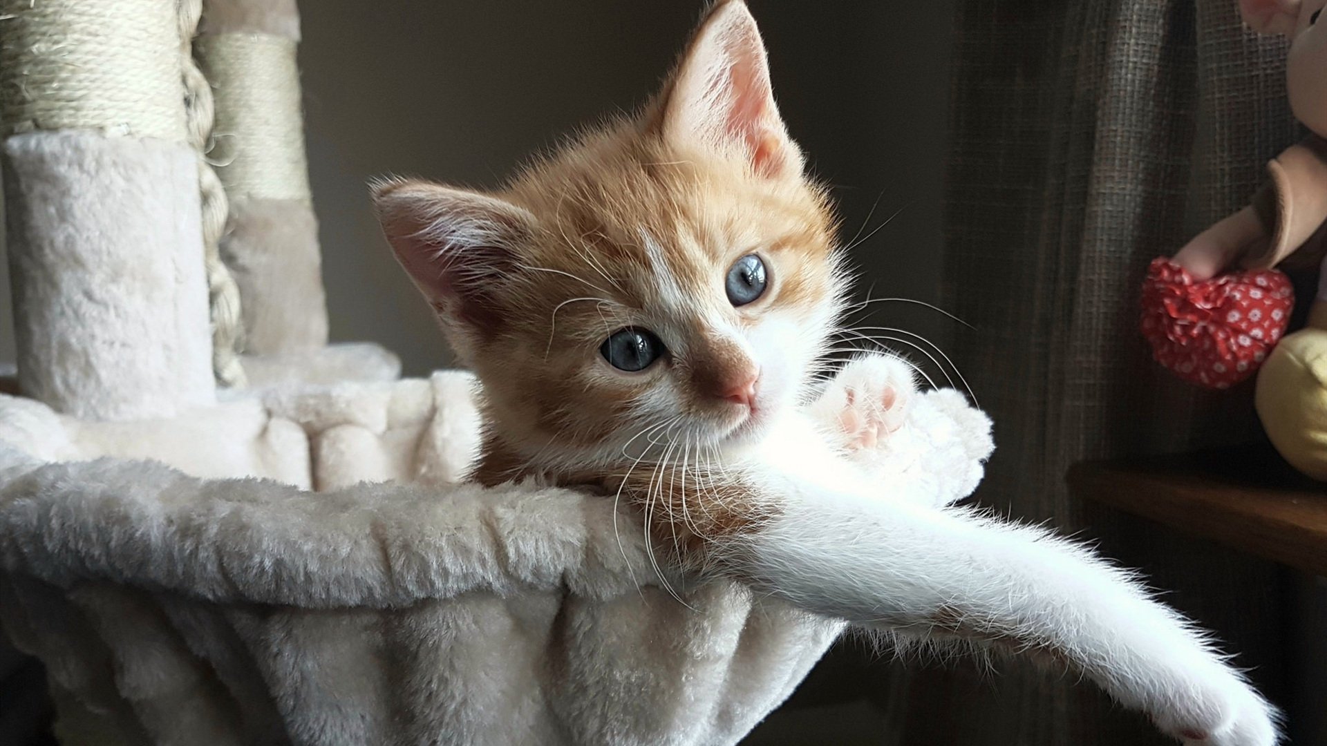 苏炳添技惊四座全场沸腾田径百米赛,苏炳添跑进百米决赛