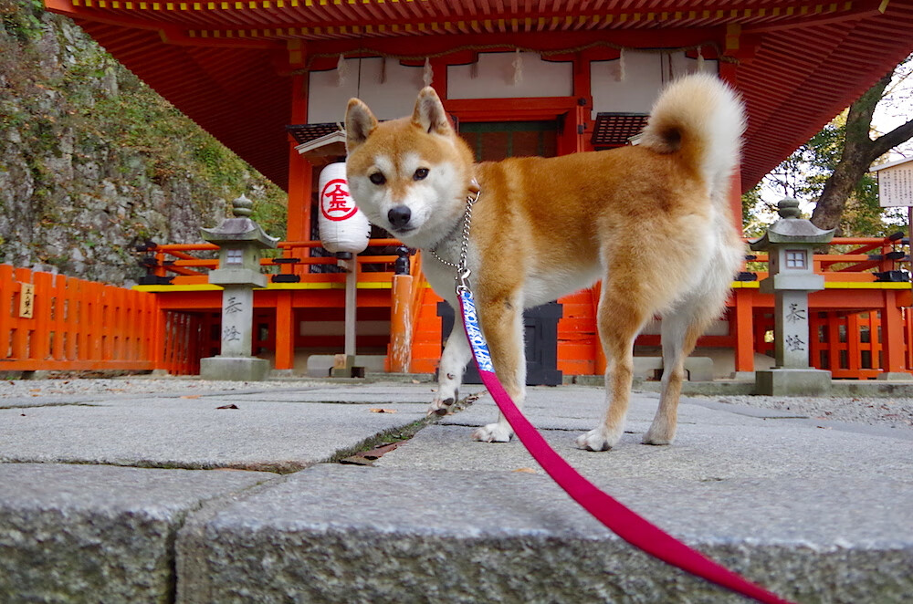 开云网页版登录入口-马尔代夫男篮在亚锦赛奋勇争夺，迎来新一轮崛起